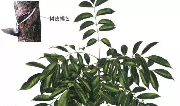 涂料与漆_生态涂料 低碳漆防水_润立牌室内涂料漆