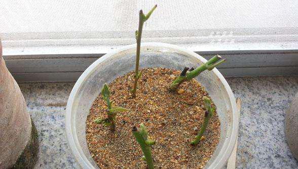 万磊硅藻泥艺术涂料怎么样_稻草泥艺术涂料制作配方哪里有_美国欧施泥艺术涂料