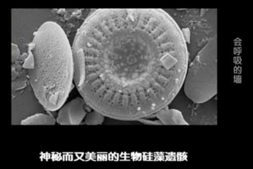 硅藻泥和乳胶漆哪个好?_硅藻泥和艺术漆哪个好_肌理漆 硅藻泥