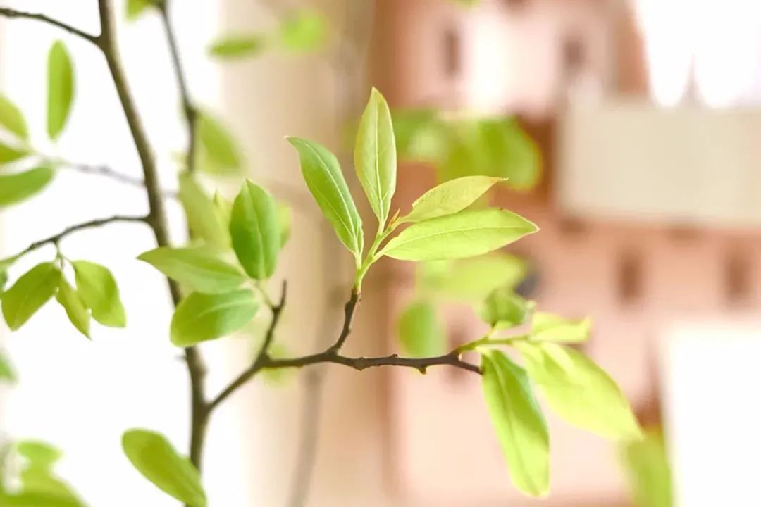 金属漆图片大全_肌理漆印花图片大全_房间肌理漆图片大全