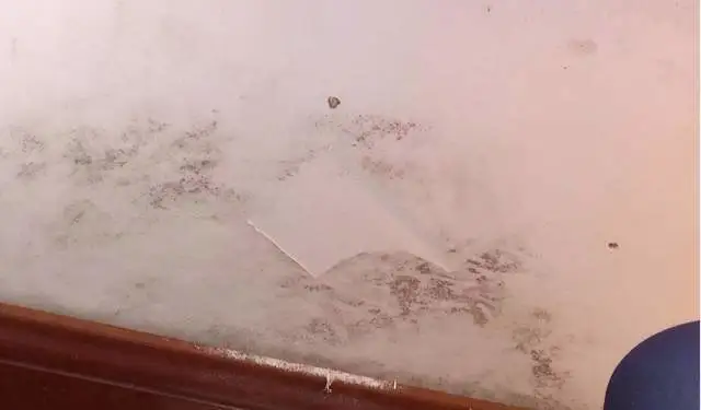 墙上乳胶漆发霉怎么办_漆墙面长毛乳胶漆怎么办_乳胶漆墙面长毛