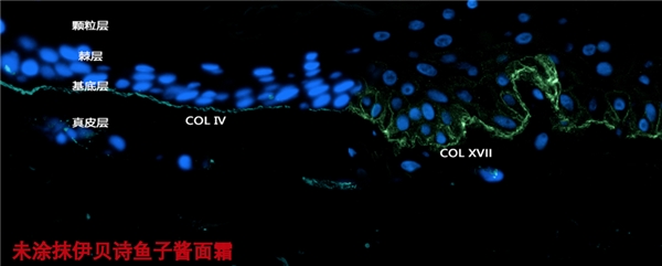 _一瓶精准抗松垮、胶原饱满更紧致，伊贝诗鱼子酱面霜力争国牌先锋_一瓶精准抗松垮、胶原饱满更紧致，伊贝诗鱼子酱面霜力争国牌先锋