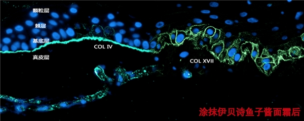 一瓶精准抗松垮、胶原饱满更紧致，伊贝诗鱼子酱面霜力争国牌先锋_一瓶精准抗松垮、胶原饱满更紧致，伊贝诗鱼子酱面霜力争国牌先锋_