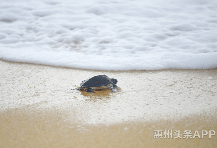 「净」美惠州，与菲婷丝旗下水之密语一起守护这片「蓝」__「净」美惠州，与菲婷丝旗下水之密语一起守护这片「蓝」