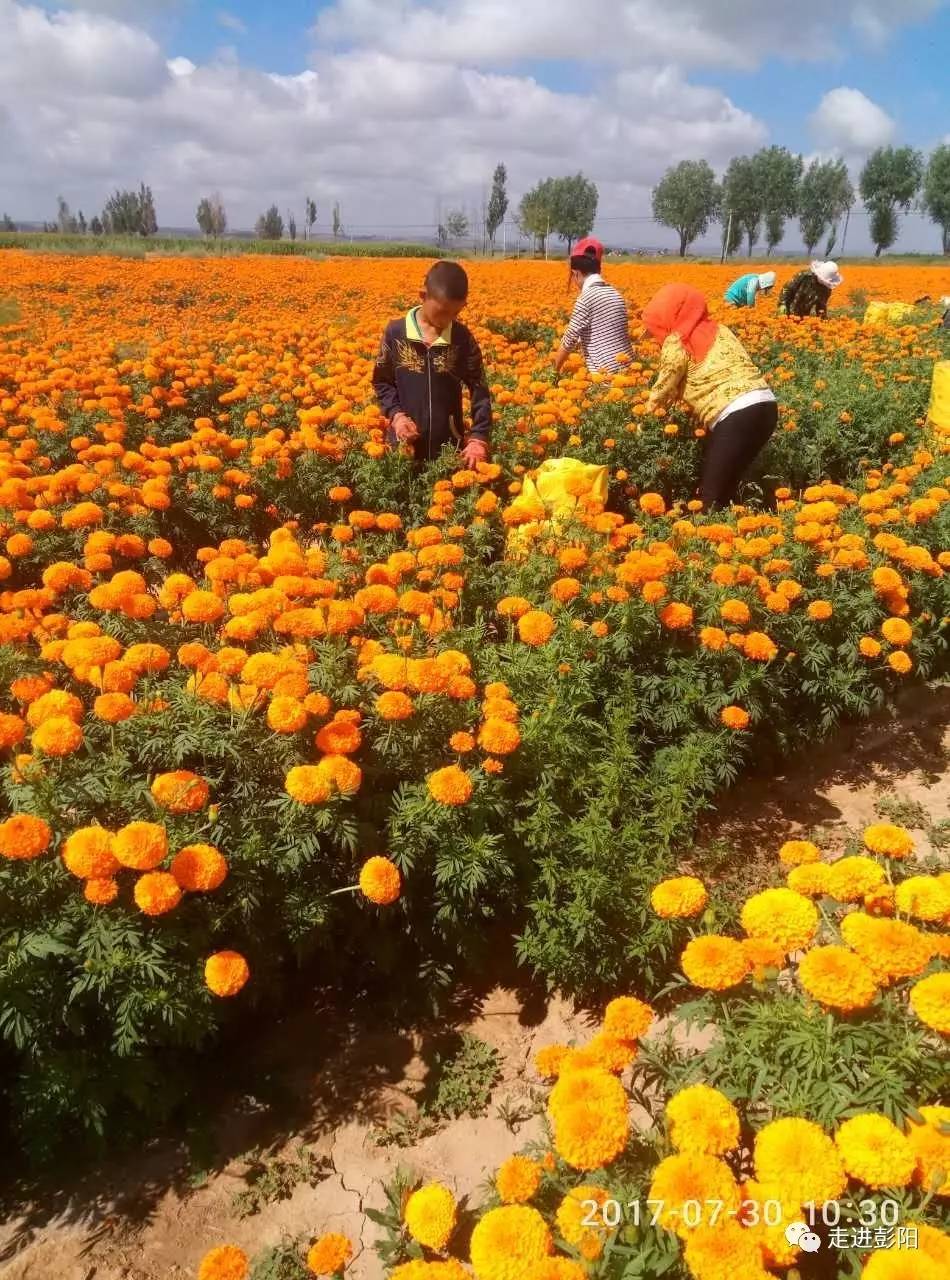 s2花海列车旅游攻略_花海列车s2线地址从哪买票_
