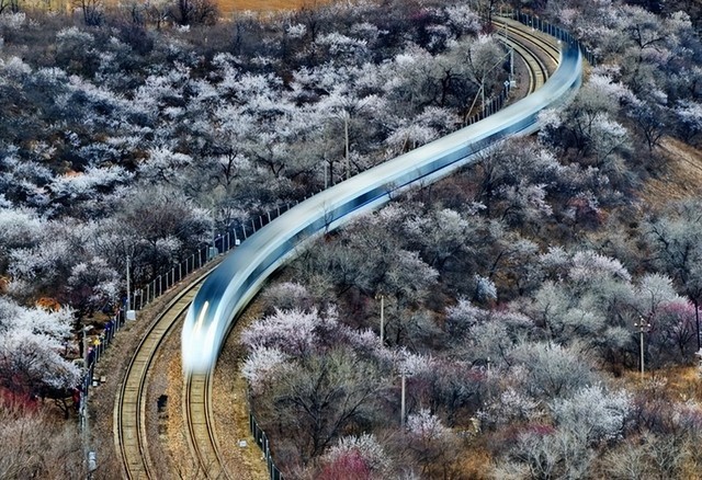 居庸关花海正当时 三星PRO Ultimate SD存储卡带你寻觅开往春天的列车