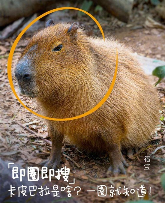 心动好价触手可得 购物必备三星Galaxy Tab S9系列