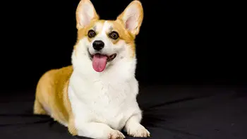 _波奇客户外摄影旅行包评测：35L强装载+Y字结构可变形+高颜值_波奇客户外摄影旅行包评测：35L强装载+Y字结构可变形+高颜值