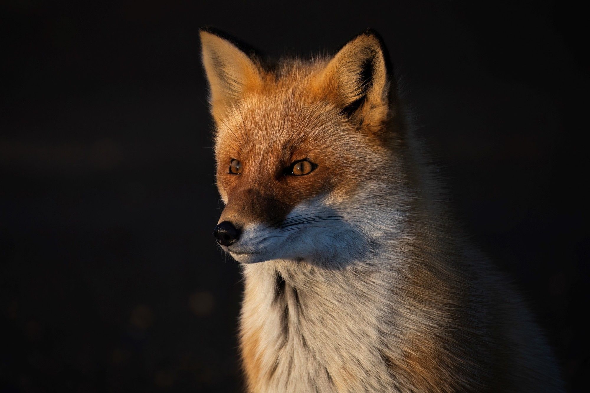 洞悉万物之美 佳能 EOS R3 相机生态拍摄体验