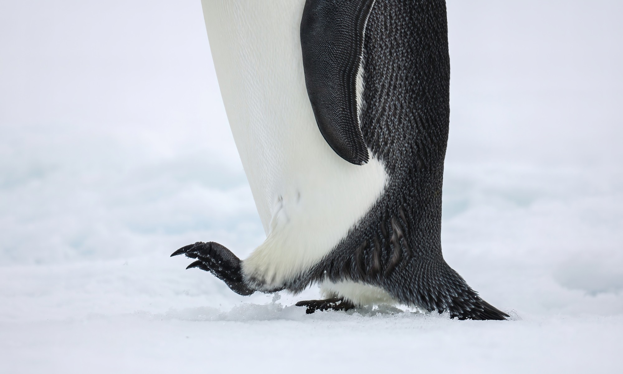 洞悉万物之美 佳能 EOS R3 相机生态拍摄体验