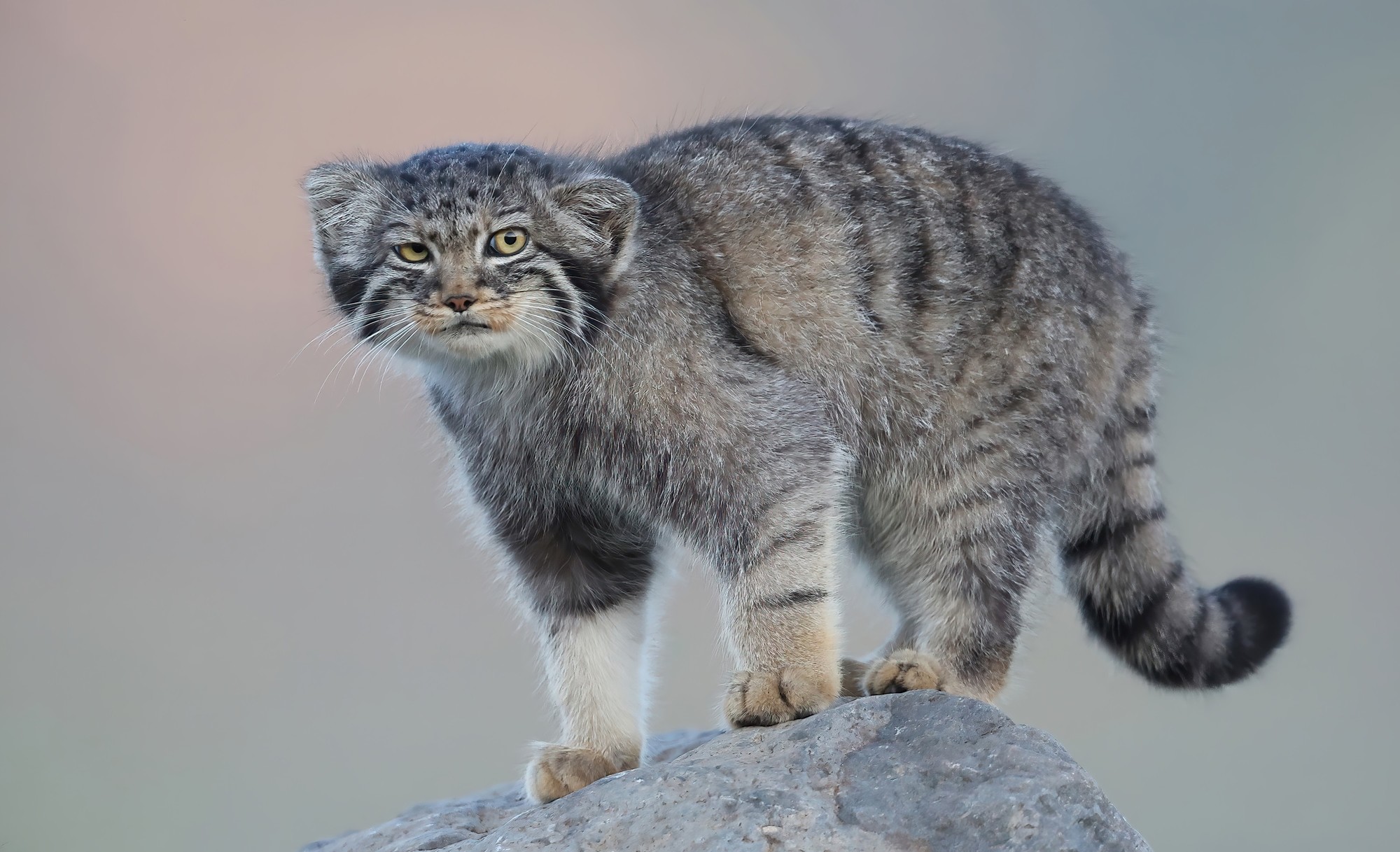 洞悉万物之美 佳能 EOS R3 相机生态拍摄体验