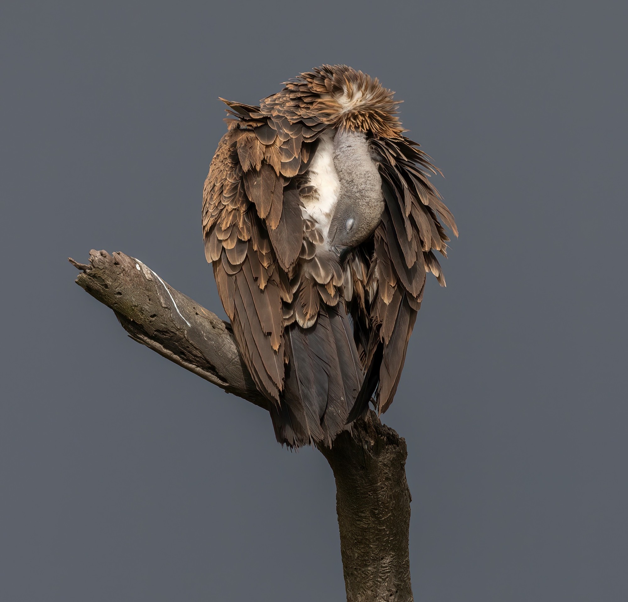 洞悉万物之美 佳能 EOS R3 相机生态拍摄体验