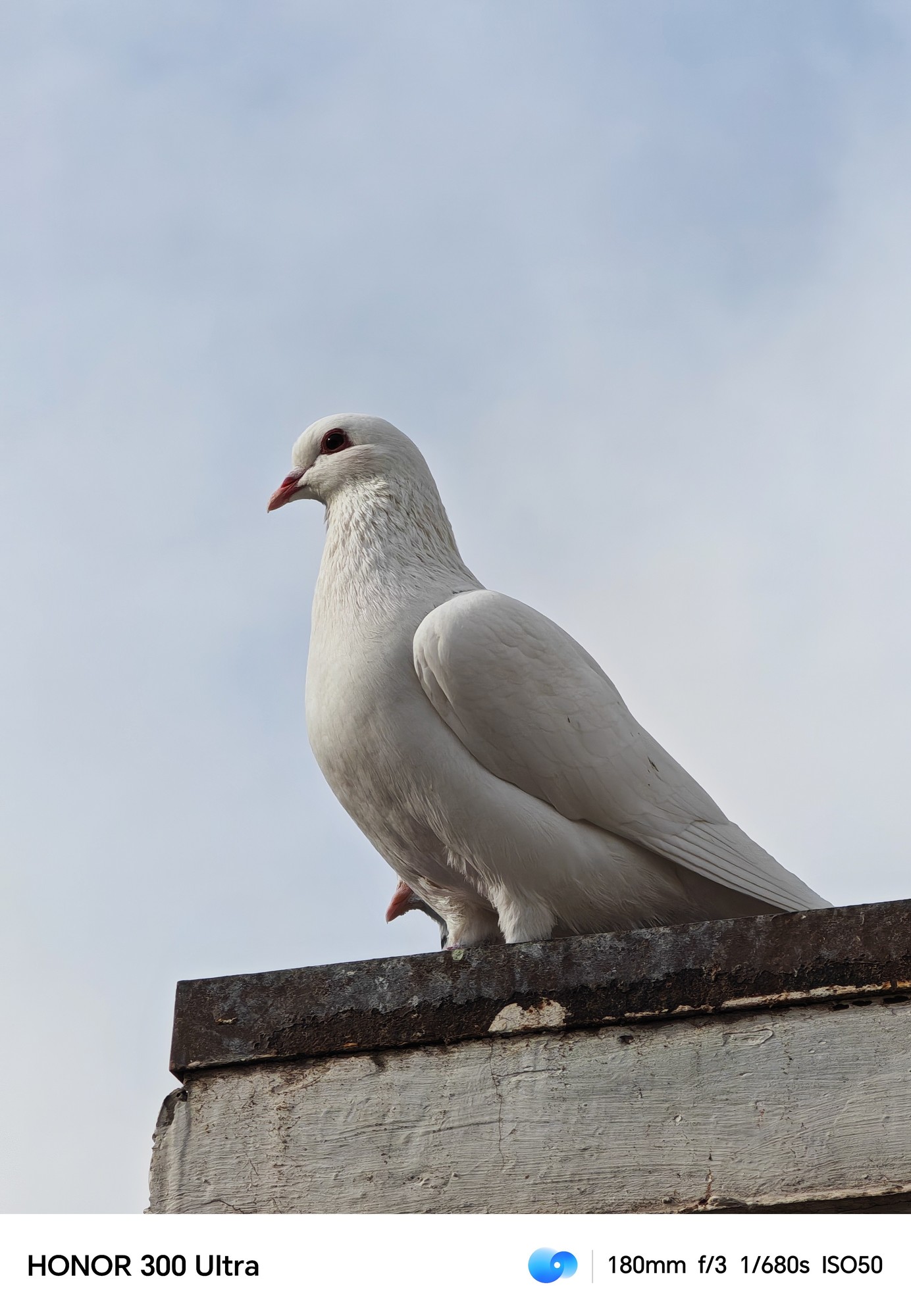 4199元的单反级人像手机 荣耀300 Ultra全面评测