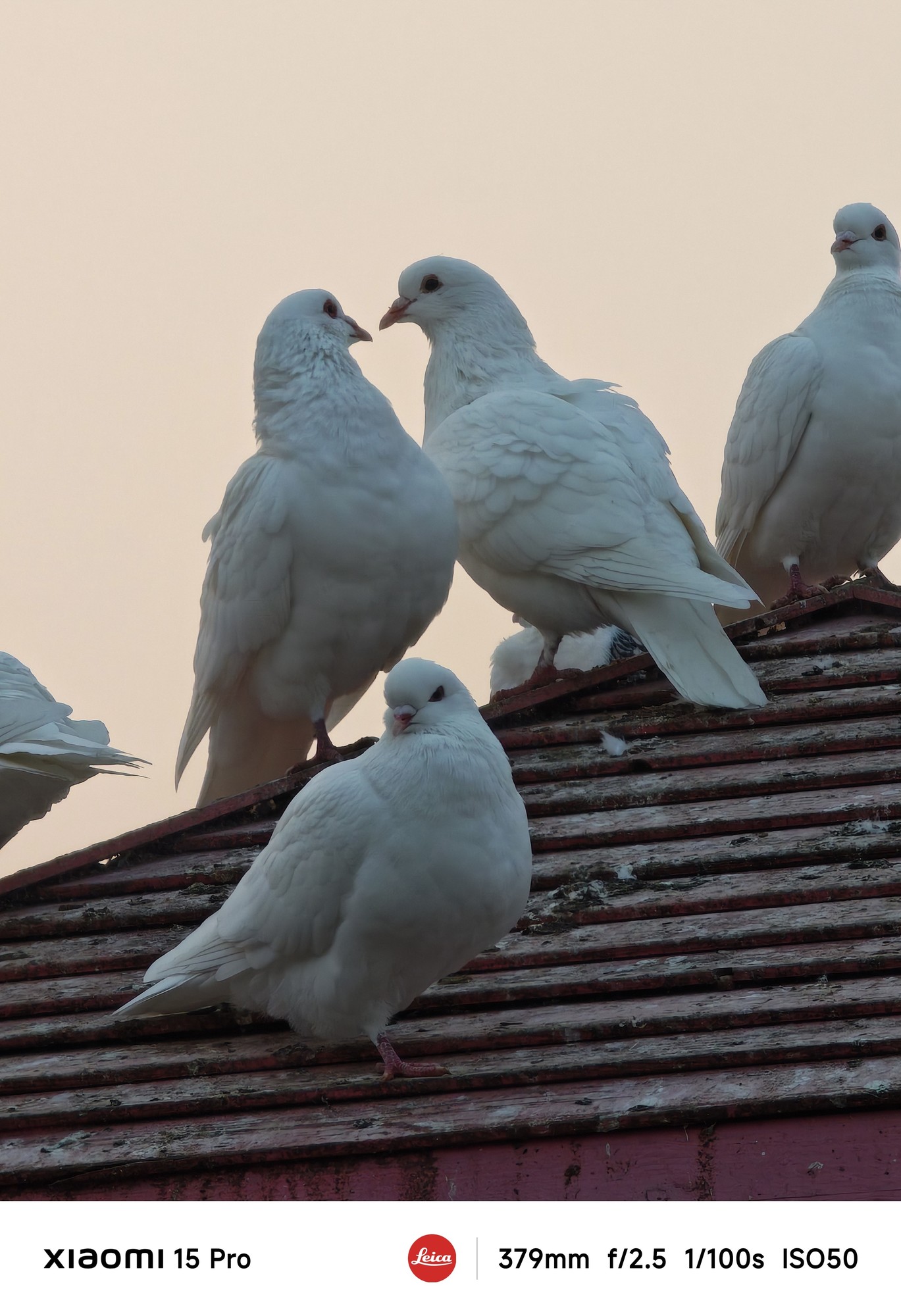 小米15 Pro评测：2024年旗舰手机的标准答案