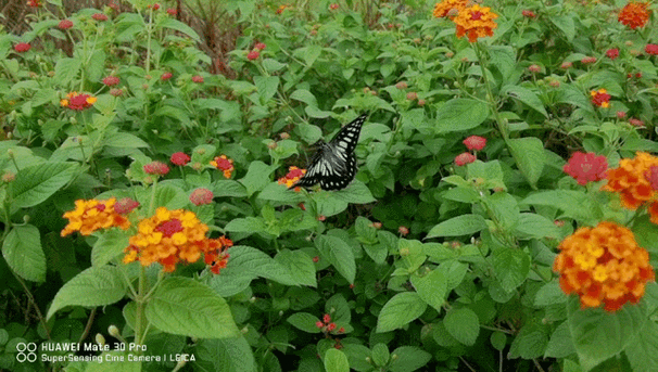 _强的不止于红枫 华为Pura 80 Pro+一英寸高动态主摄体验分享_强的不止于红枫 华为Pura 80 Pro+一英寸高动态主摄体验分享